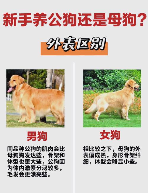 短毛犬毛发护理与常见问题（狗狗怎么分辨是不是短毛犬）