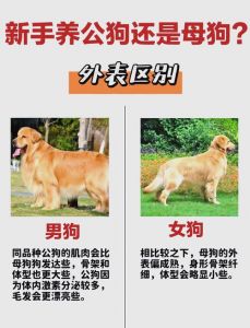 短毛犬毛发护理与常见问题（狗狗怎么分辨是不是短毛犬）