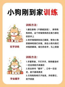 训狗靠奖励，耐心学指令，人狗更默契！（如何训狗教程从零开始）