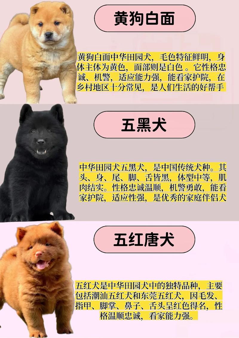 选小土狗，健康第一，活泼亲人！（小土狗怎样挑选是好狗）