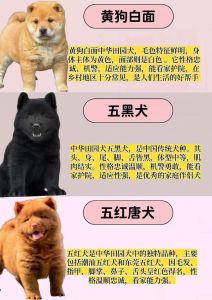 选小土狗，健康第一，活泼亲人！（小土狗怎样挑选是好狗）