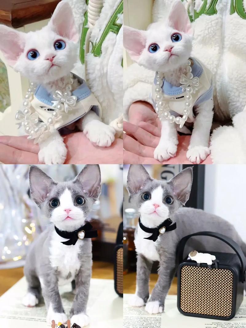 选对猫咪性格，找到最合拍的伴侣（什么猫最好养最听话乖）