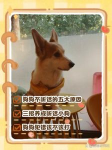 小狗不听话？改改训练方法！（m小狗总不听话怎么办）