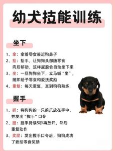 耐心训练，狗狗更听话（狗要怎么训练才听话）