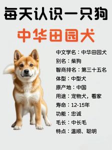 从三斤到成年，体型体型看爪骨（田园犬小狗崽到成狗要几个月）
