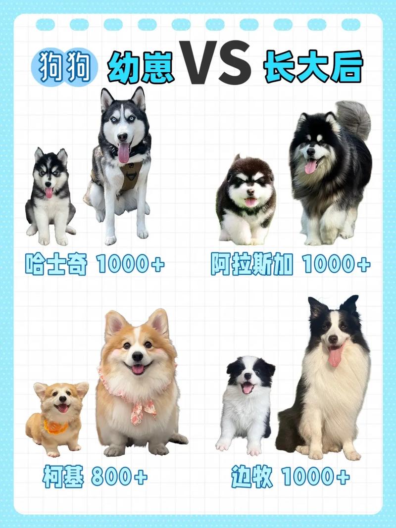 爪体型文化差异与配育禁忌（小狗狗崽犬分别是什么关系）
