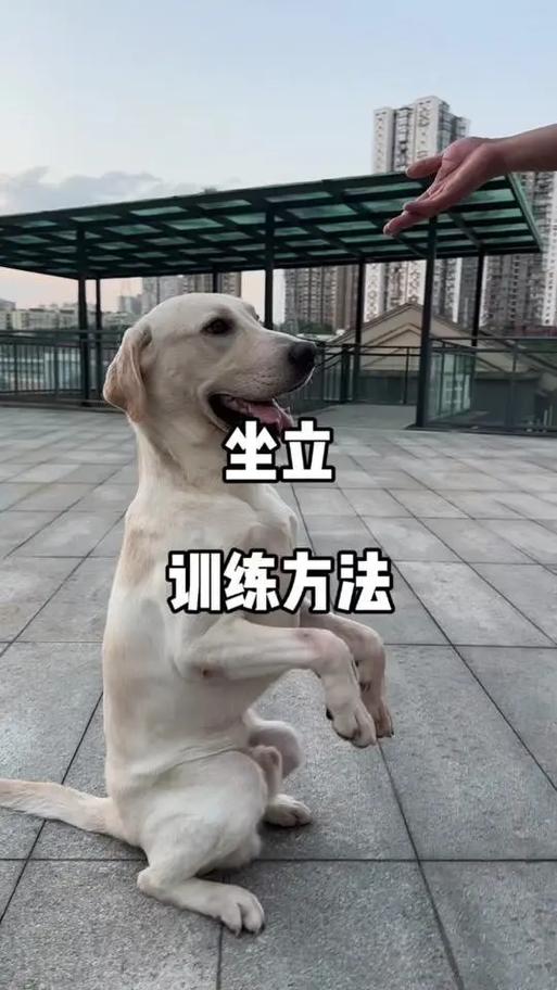 手势口令，养出好习惯增进感情（狗狗训练18个口令手势图解）