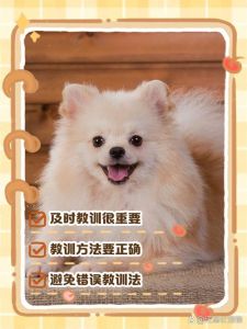懂规矩不故意，耐心引导见效快（不听话的狗怎么教训）