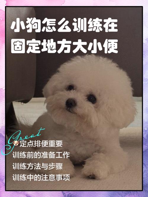 狗狗定点大小便训练，耐心正向强化（怎样训练狗狗在固定地方大小便）
