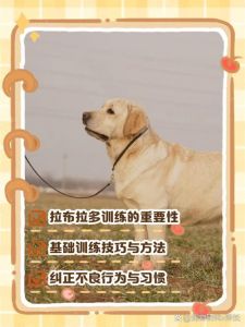 驯化他人要懂心理，耐心引导用奖励（如何把人训练成一只听话宠物）