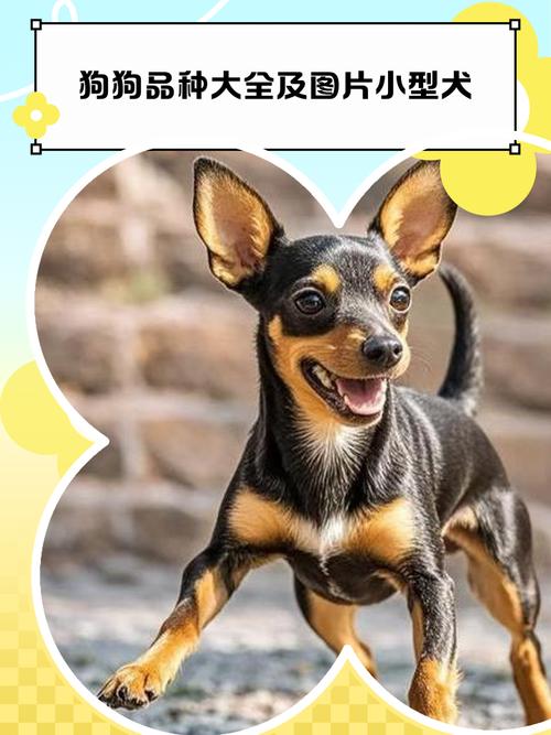 AKC认证犬178种，中华田园犬也迷人！（狗狗品种大全及图片）