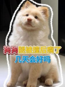 狗狗腿瘸了怎么办？（狗狗从车上跳下来后腿有点瘸）