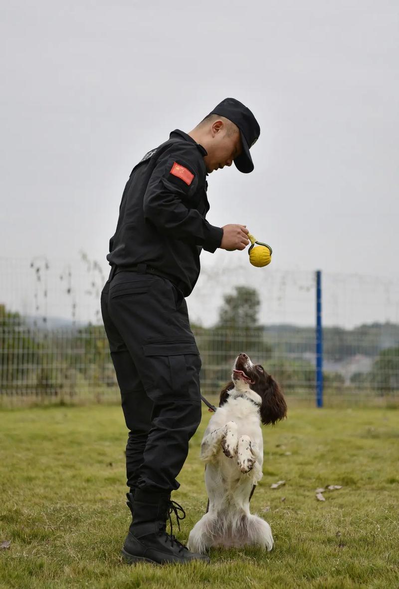 优等生犬变宠，与大小姐的奇妙相处（大小姐的训狗方法）