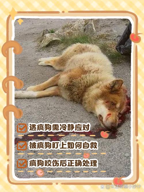 胆怯狗狗易攻击？理解包容是关键（狗狗太胆小了老被别的狗欺负）