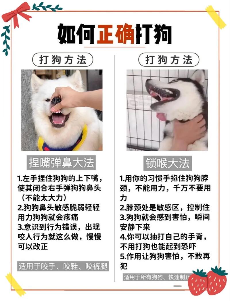 狗狗不安？温柔安抚，重建信任（狗狗被主人教训了怎么办）