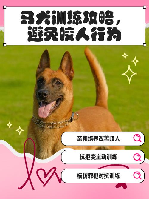 专注唤回随行，建立感情（训狗模式夜场最简单三个步骤）