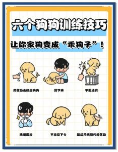 及时奖励短时多片段建立家规管理精力有耐心爱心（怎样训练小狗狗才能听话呢）