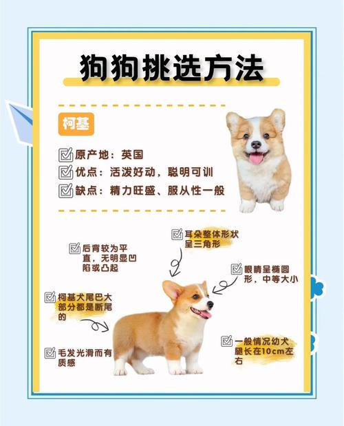 看性格骨架眼神，忠诚勇猛选它！（一窝狗怎么挑选狗王）