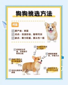 看性格骨架眼神，忠诚勇猛选它！（一窝狗怎么挑选狗王）