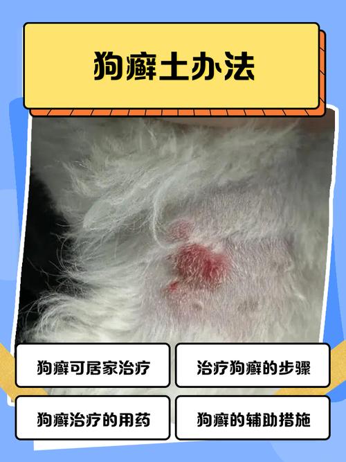 狗狗有异味？宠物保洁师教你除味妙招！（去除狗味最快的方法）