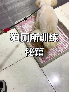 狗狗定点上厕所训练方法（狗狗怎么训练上厕所）