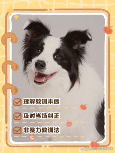 狗狗不听话？教你四招让它变乖！（狗狗不听话怎么教训）