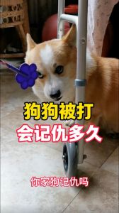 狗狗被打反应复杂，别简单记恨主人（狗狗被主人打了会记仇吗）