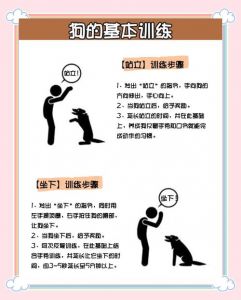 互动信任，零食夸奖，快乐学指令！（新手训狗的方法大全）