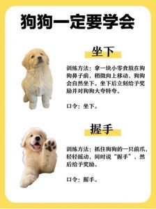 冷静管教狗狗，避免体罚，正向引导更有效（小狗被主人教训最简单的方法）