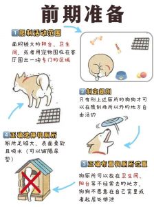 两个月幼犬如厕训练，看信号定点成功就奖励（两个月的狗狗怎么训练上厕所）