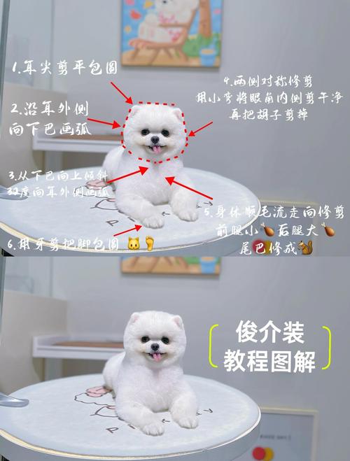 博美狗剪毛技巧与标准造型（怎么样给博美狗剪毛）