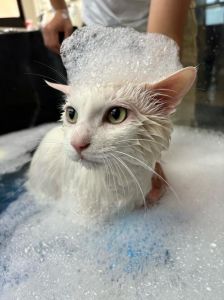 财运提醒，人际关系吉兆（梦到给小猫洗澡）