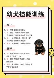 简单词+及时奖励+标准统一（怎样才能把狗训的听话）