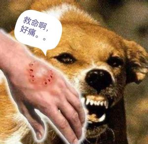哈士奇咬人5人，该不该继续饲养？（狗狗呲牙咬伤5个人了还能要吗）