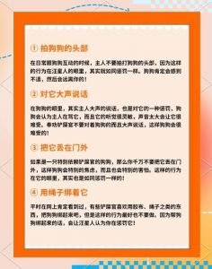 狗狗犯错别打骂，正确教育才有效（不乖的狗就该被惩罚简介）
