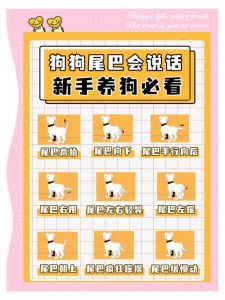 狗狗打招呼方式多，懂回应建连接（小众圈狗狗应该怎么打招乎）