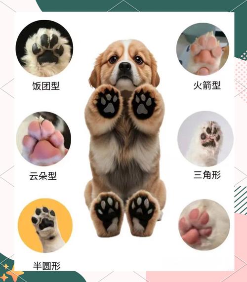 健康性格品种，看细节选适合（怎么选狗的正确方法）