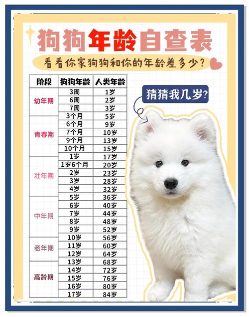 狗狗年龄换算人年龄，因品种体型而异（狗狗19个月相当于人多少岁）