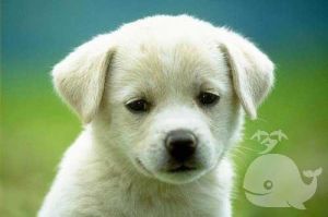 警惕人际信任危机（梦到自己打狗被记恨）