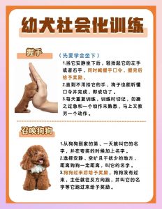 先建感情，多奖励，耐心教（小土狗怎么训练才听话）