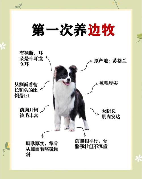 新手养边牧，别打骂，要耐心！（新手养边牧狗五大忌）