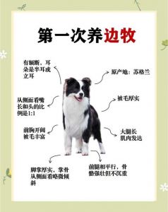 新手养边牧，别打骂，要耐心！（新手养边牧狗五大忌）