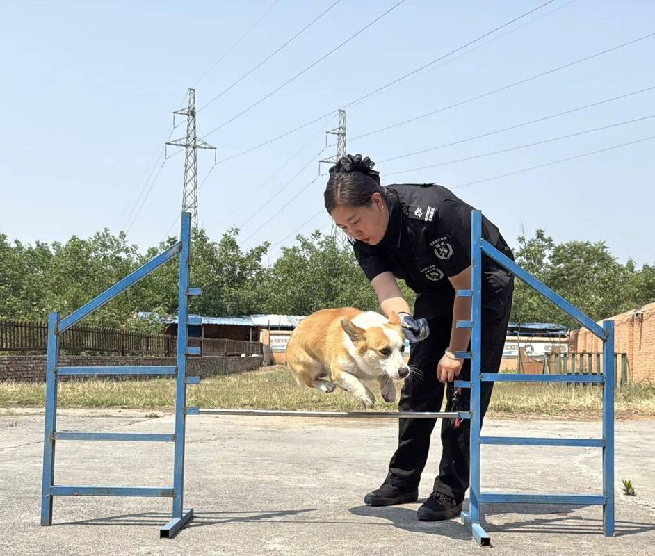 新手必备，教学科普实用（训狗图片）