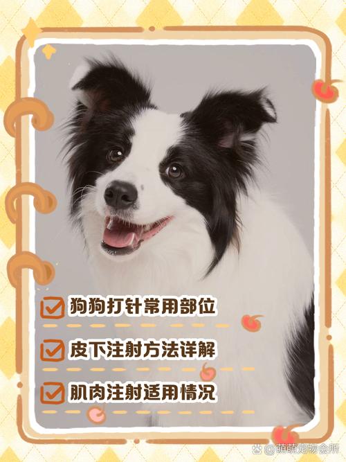 狗狗打针选对部位避禁区，消毒操作要小心（给狗打针的技巧和方法）