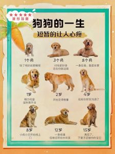 狗狗成年时间因体型而异，小型约10个月，大型需1.5-2岁（小狗狗要养多久才算成年）