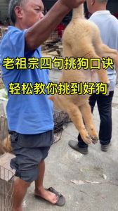 舌头十花嗅觉好，尾巴左摇忠诚护家，胡须根数看性格（口诀最凶的选土狗法）
