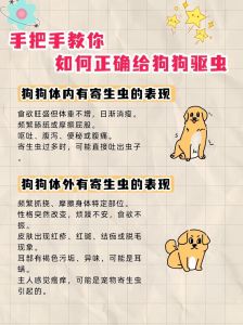 科学选药驱虫，定期更换成分，预防耐药（给狗狗驱虫的正确方法）