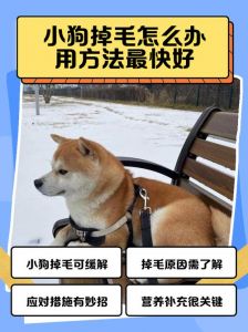 勤梳营养跟，洗澡勤吸尘，细心换毛期（小狗狗换毛应该注意什么）