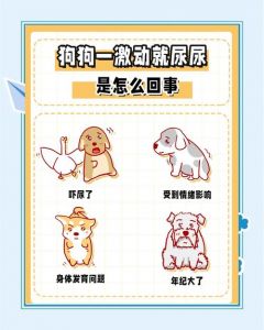 狗狗被摸就尿尿怎么办？（狗狗胆小怕人一摸就尿尿）
