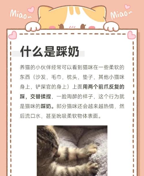 理解猫咪天性，耐心引导是好伙伴（小奶猫不听主人管教）